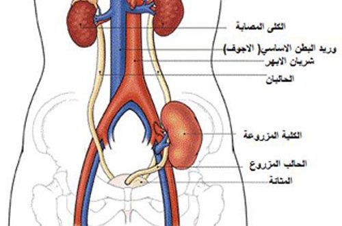 نصائح بعد زراعة الكلى