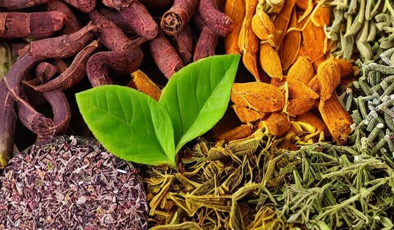 ما هي أفضل الأعشاب لتطهير الكلى من السموم؟