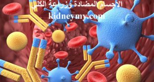 الأجسام المضادة واهميتها في زراعة الكلي