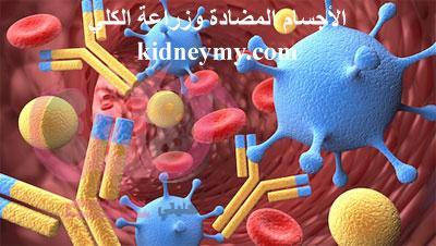 الأجسام المضادة واهميتها في زراعة الكلي