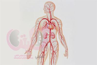 أطعمة يومية لتنظيف الشرايين والأوعية الدموية لتجنب أمراض القلب