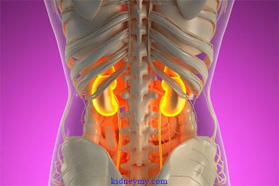 وصفه لتحسين وظائف الكلى بسرعة وأمان