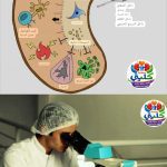 خلايا جذعية مرض الكلي المزمن