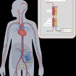 ماذا توصل العلم حول الكلية الاصطناعية المزروعة؟
