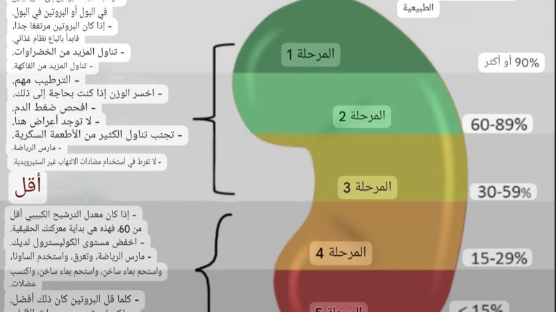 دليل مراحل وظائف الكلى: كيف تفهم تحليل GFR وتتجنب غسيل الكلى؟