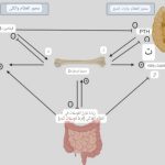 الخلل في العظام والمعادن