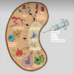 اخر ما توصل إليه الطب في العلاجات الخلوية التجديدية لأمراض الكلى